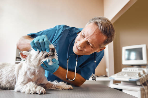 Best Emergency Tooth Extraction in Porter Heights, TX